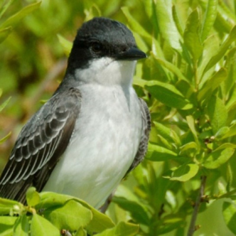 How To Choose The Birding Tours To Book For
